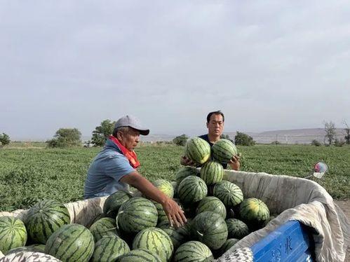 吃瓜捡牛屎,揭秘背后的惊人真相