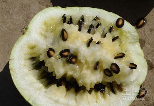 吃籽瓜声控,跟随吃籽瓜的奇妙旋律