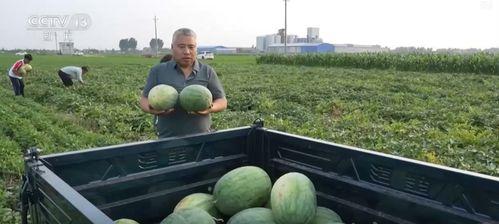 玉树最近吃瓜新闻,网友热议不断!