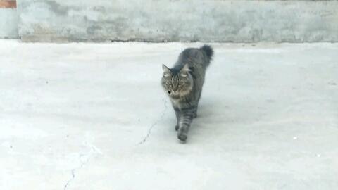 小虎子吃瓜,揭秘娱乐圈幕后故事