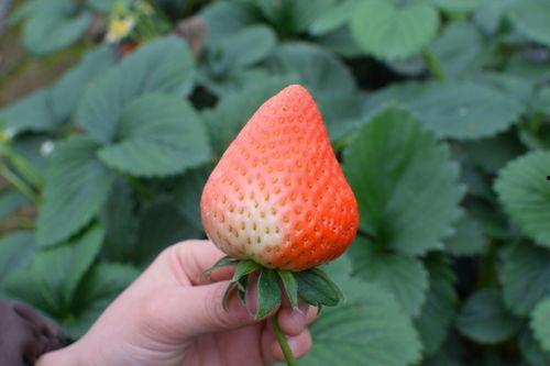 草莓视频吃瓜,揭秘娱乐圈吃瓜大事件