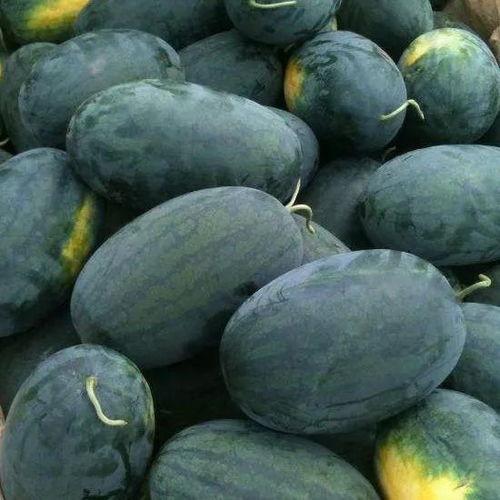 油亮的黑色吃瓜视频,揭秘吃瓜视频背后的真相