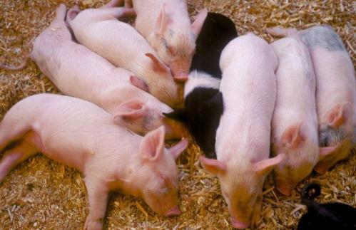 黄猪吃瓜,揭秘网络热词背后的趣味与思考