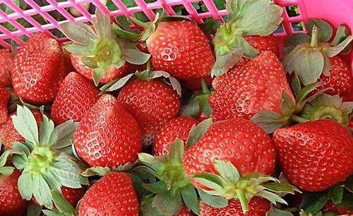 草莓不吃籽吃瓜,瓜果尽享美味