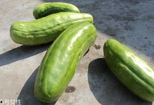 脆瓜可以吃嘛,美味可口的健康选择,放心食用指南