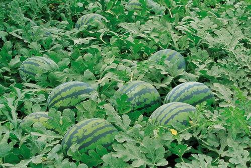 羊子吃晒干瓜叶子,探寻天然饲料的新选择