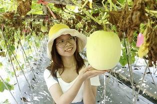 佛山科技吃瓜,吃瓜群众揭秘校园热点事件