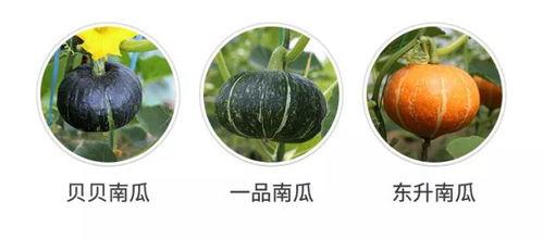 带你吃瓜说鸡吃米