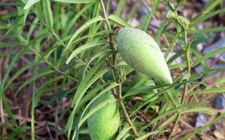 茅瓜根怎么吃,茅瓜根的多样食用方法与营养益处