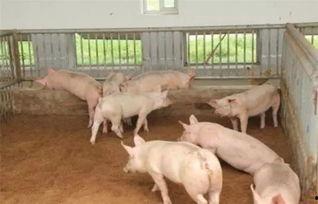 养猪吃瓜能火吗,跨界潮流，能否引爆网络热度？