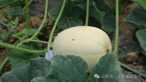 女孩吃脆瓜,女孩的夏日美味探险记
