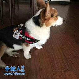 一条叫王子的狗,忠诚与勇气的传奇故事