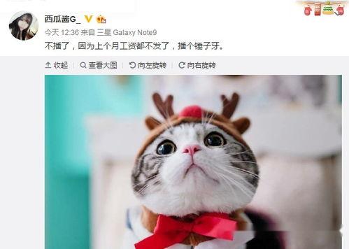 娱乐吃瓜酱敷衍,敷衍吃瓜，揭秘幕后真相